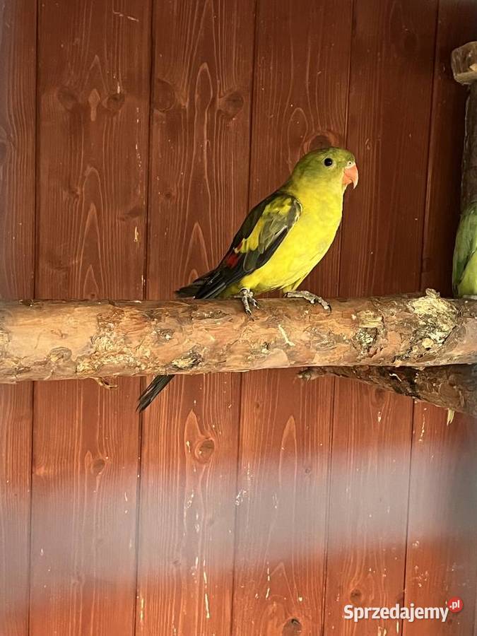 Samiec papugi Górskiej Berg Wielmoża