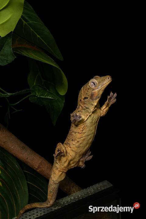 Mniarogekko chahoua mailand redgreen Gekon Rybnik