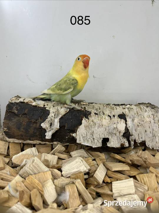 Nierozłączki turkuseuving Ptaki lubelskie Ryki