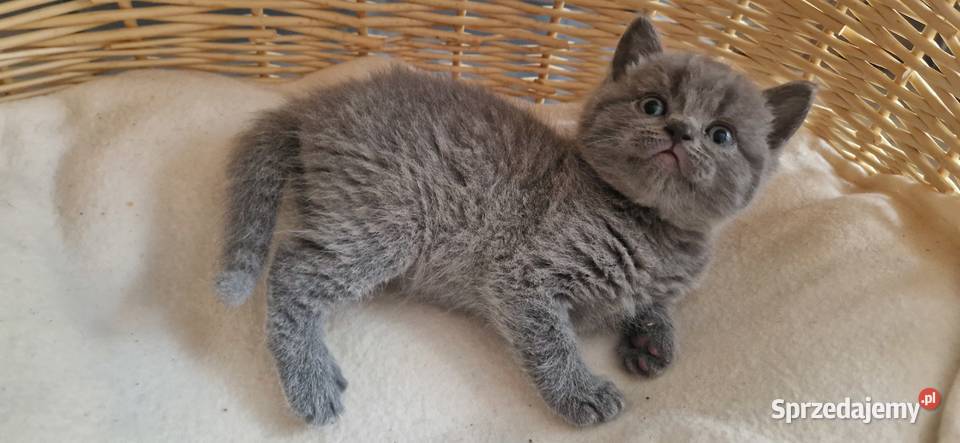 Kocurek Brytyjski niebieski Katowice sprzedam