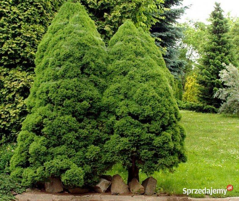 Świerk biały Conica Picea glauca wys 7090 donica