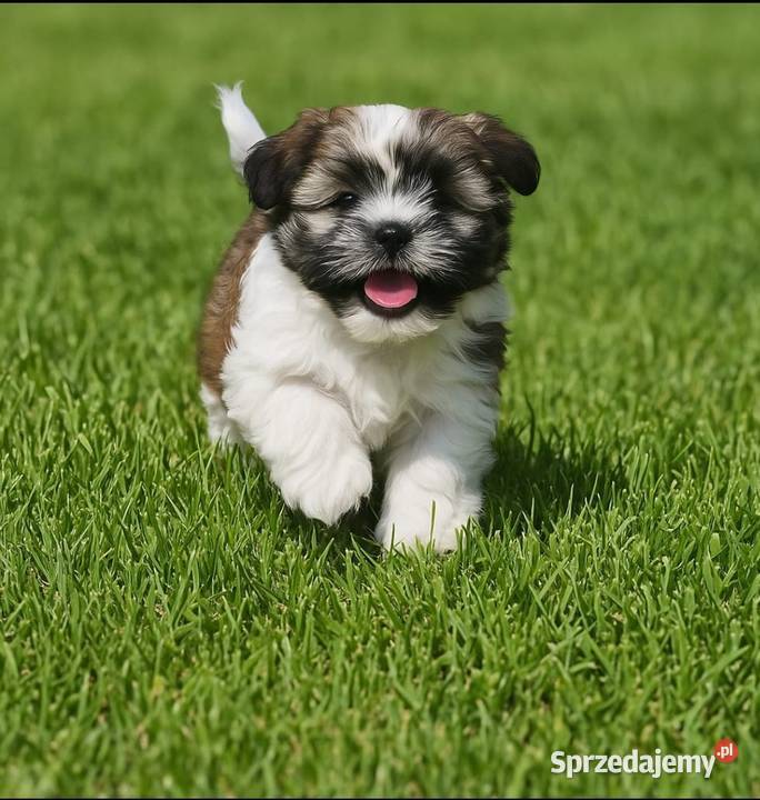 Shih Tzu szczeniaczki Łódź