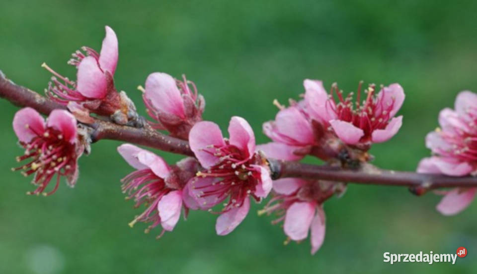 BRZOSKWINIA ZWYCZAJNA Prunus persica NASIONA 25 Lubanie