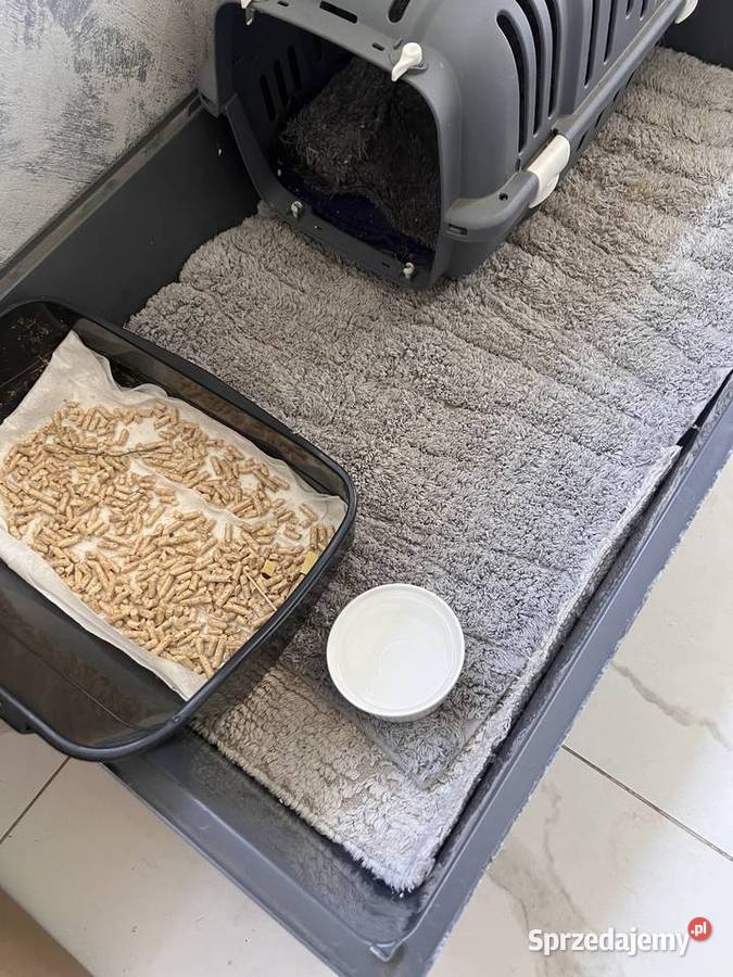 Mini lop Przeworsk sprzedam