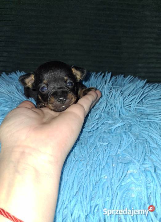 Pinczery ratlerki miniaturki Jasło