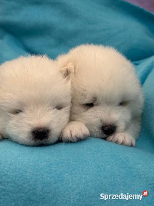 Samoyed szczeniaki ZKwP FCI Tworóg