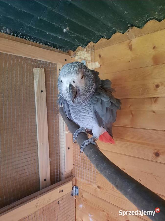 Sprzedam samca Żako sprzedam