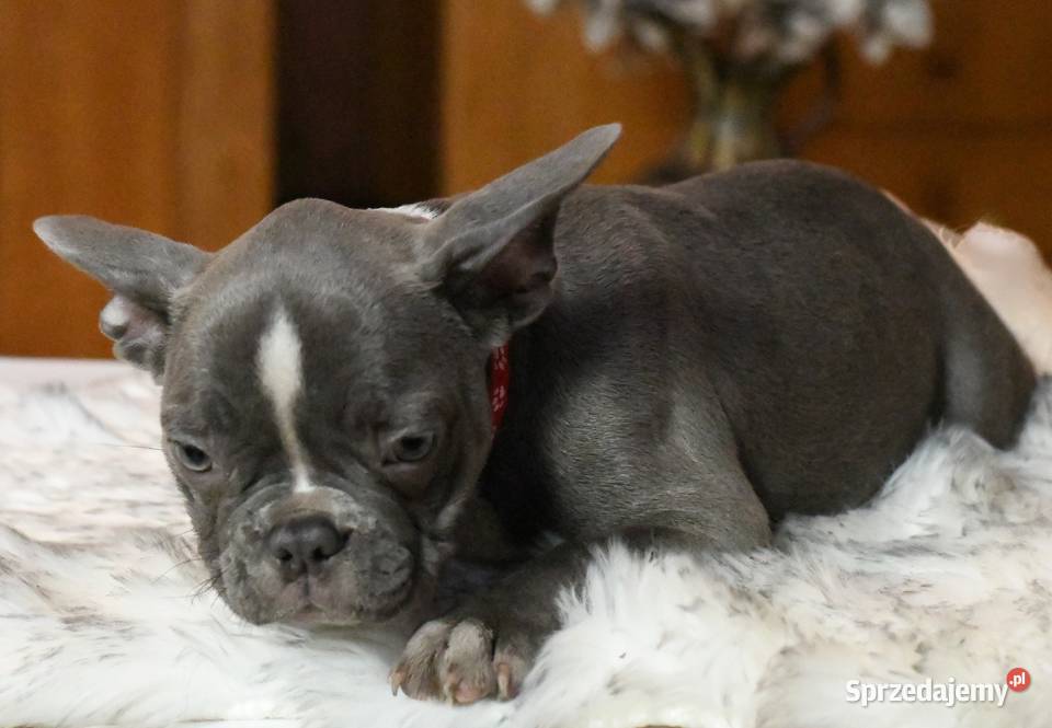 Buldog francuski sunia Gotowa do odbioru Łódź