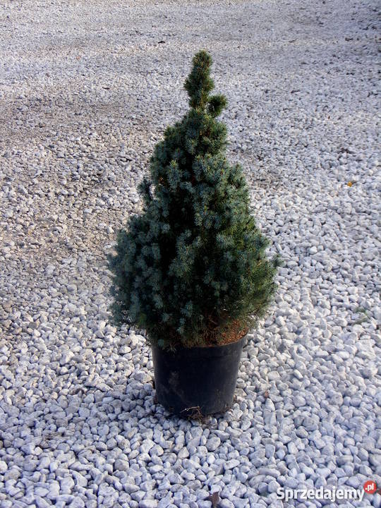 Choinki Świąteczne Rzeszów