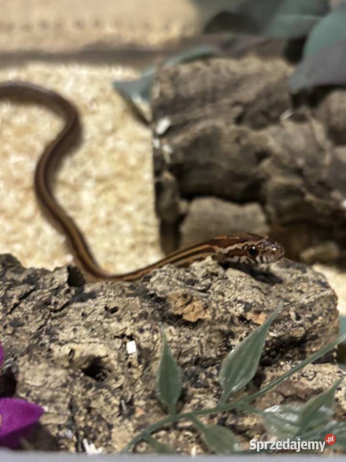 Wąż zbożowy SAMICA Ostrów Wielkopolski