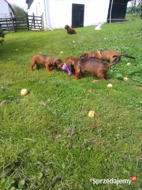 Alpejski Gończy Krótkonożny sprzedam