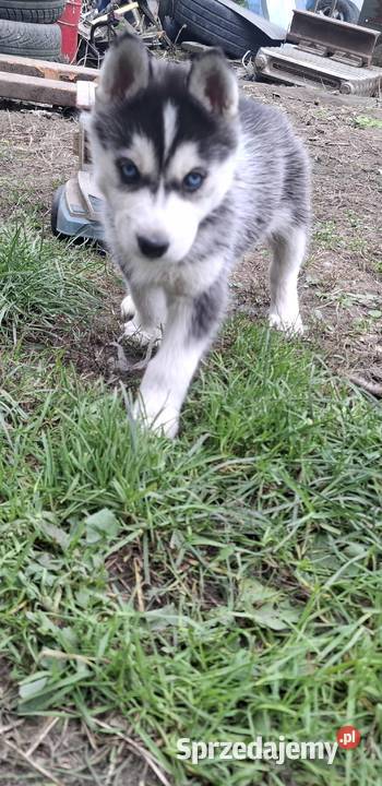 Szczenięta Husky świętokrzyskie Jędrzejów sprzedam