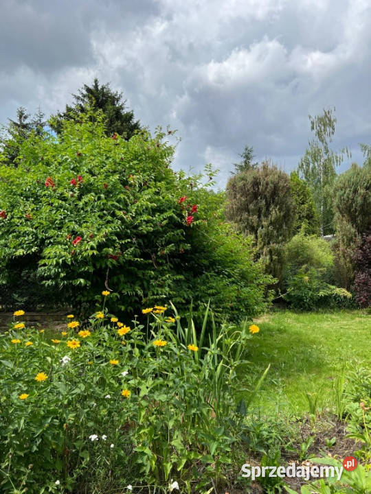 Działka rekreacyjna ROD Ząbki