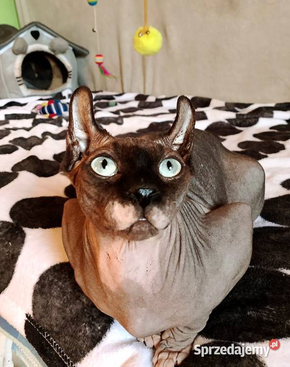 Sfinks kanadyjski Elf dolnośląskie Legnica