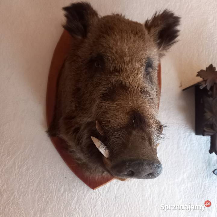 Wieniec medalion byka dzika Pozostałe Ostróda