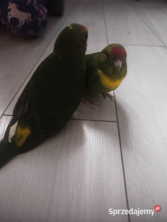 Modrolotki Kozy Dąbrowa Górnicza