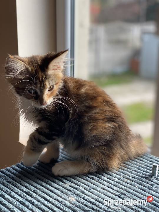 Kotki maine coon szylkretki Góra Kalwaria