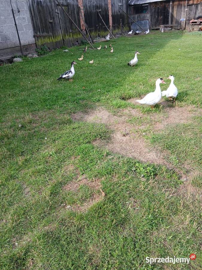 Sprzedam kaczki francuskie z domowej hodowli Drzazgowa Wola sprzedam