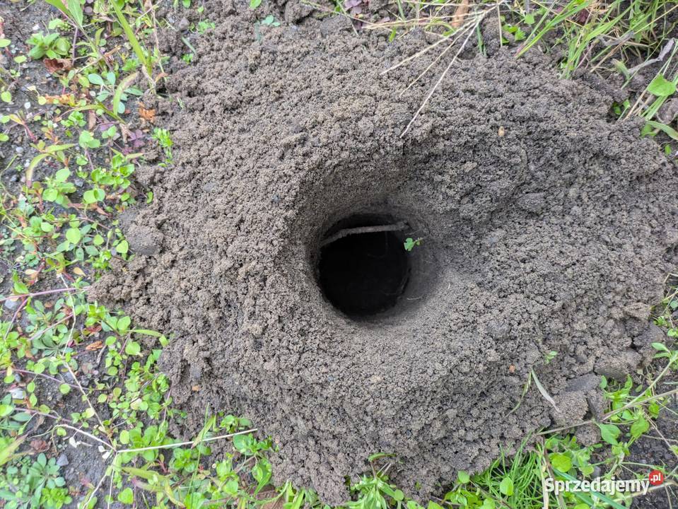 Wynajem glebowa wiertnica spalinowa sprzedam
