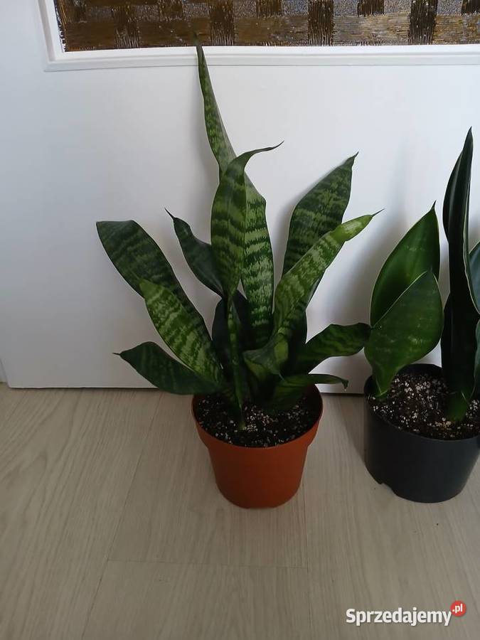 Sansevieria sanseweria black diamond i zeylanica Częstochowa