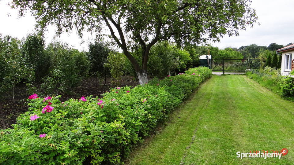 Działka ROD Piła 448m2 w centrum Zbycie prawa