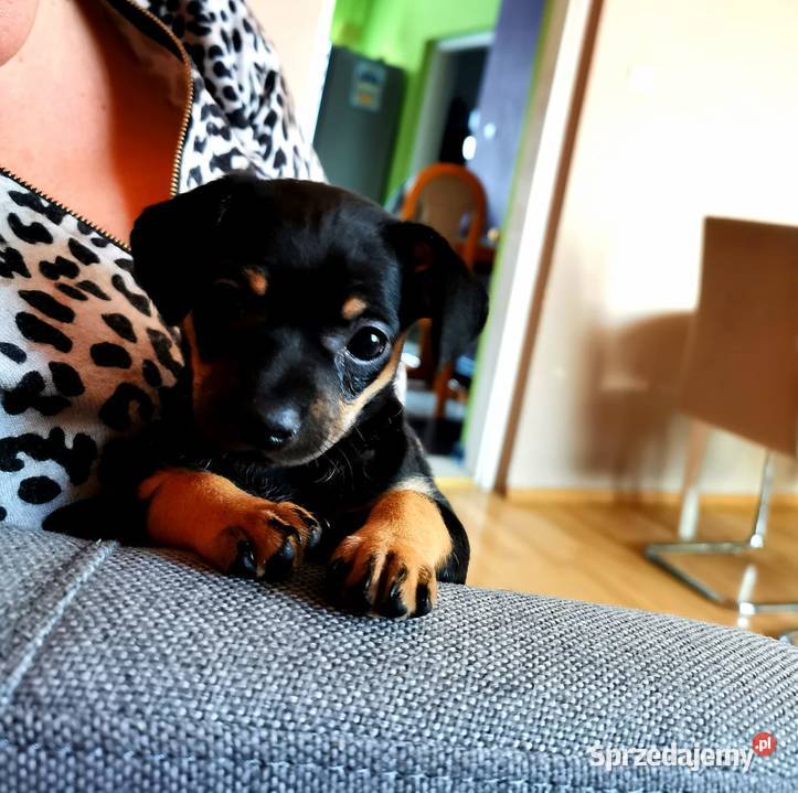 Pinczer miniaturowy Łowicz