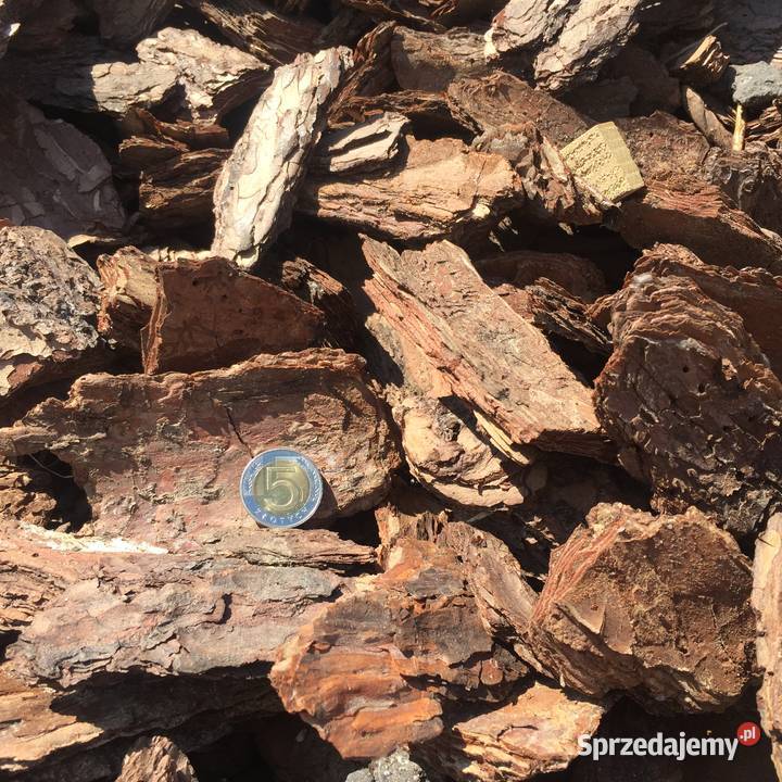 Kora Sosnowa GRUBA Frakcja 10100mm wielkopolskie Brzeźno sprzedam
