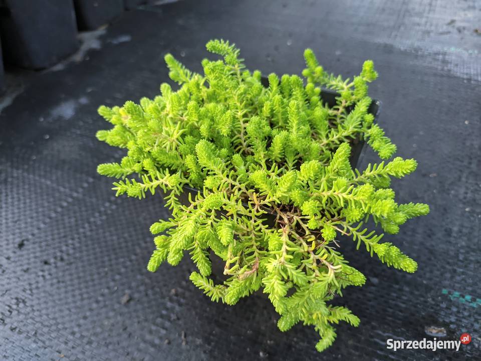 Rozchodnik złocisty Lublin