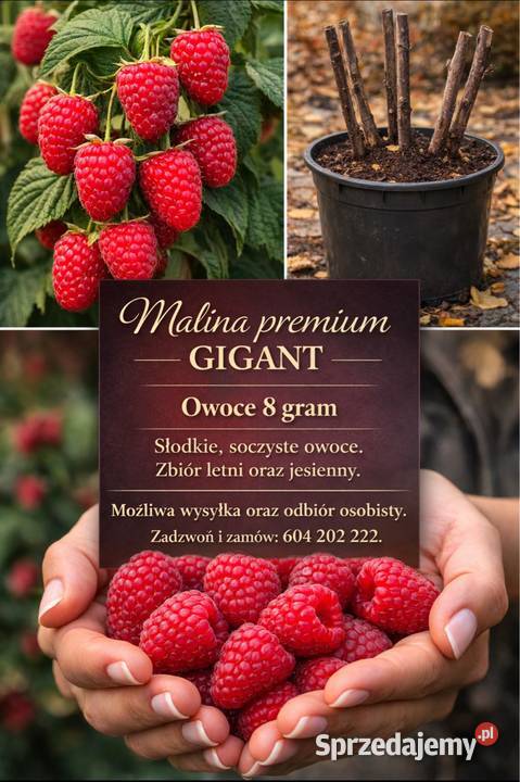 Malina Gigant Owoce o wadze 8 gram lubelskie