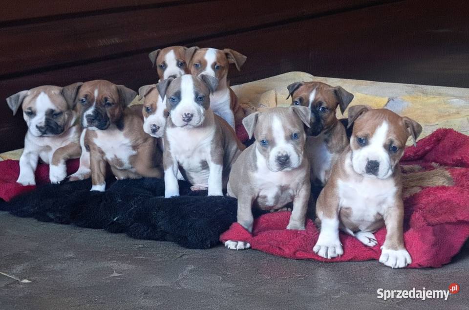 American Staffordshire Terrier Białystok