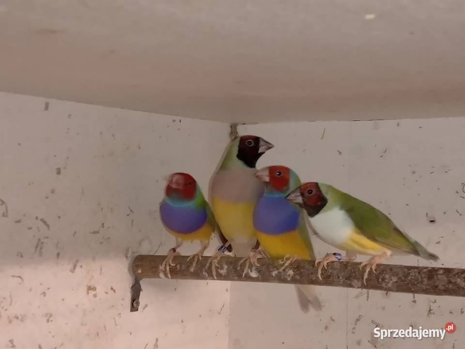 Amadyny Wspaniałe Blachownia