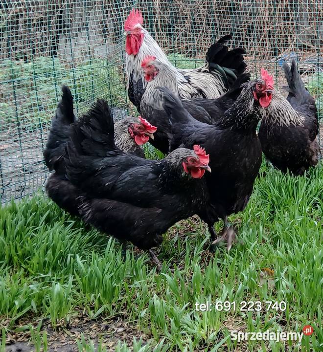 jajka lęgowe rasy leghorn zielononóżka i inne łódzkie Bednary