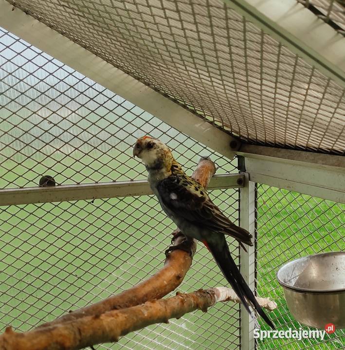 Rozella bladogłowa rozelle Ptaki śląskie Bielsko-Biała sprzedam