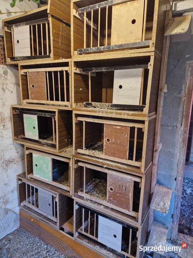 Sprzedaję cele gołębie dolnośląskie Oława