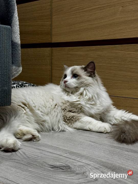 FPL kocur RAGDOLL blue bicolour Poręba