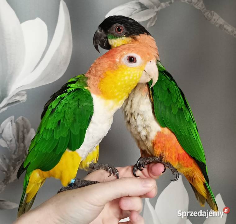 Barwinki bialobrzuche dwa samce klatka zabawki Zwierzęta