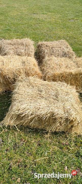 Siano mazowieckie Małomierzyce