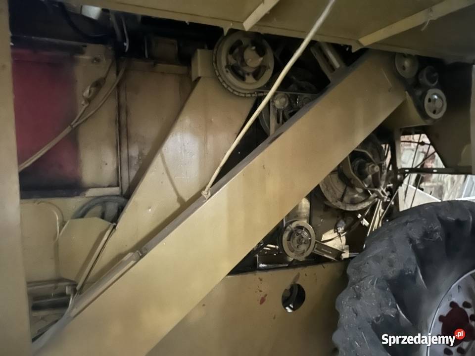 Ładny Bizon Z 40 Bizon