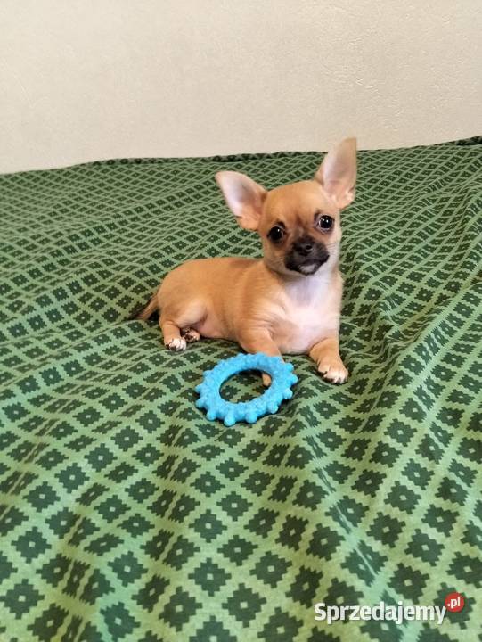 Biszkoptowa chihuahua wielkopolskie Konin sprzedam