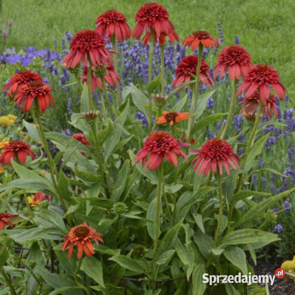 JEŻÓWKA HOT PAPAYA Echinacea sadzonki w kujawsko-pomorskie Ustronie