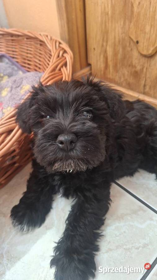 Cudny sznaucerek miniaturowy szczeniaczki CZARNE Wołomin