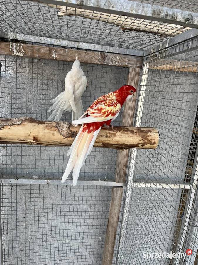 Rozelle królewskie 2025r śląskie