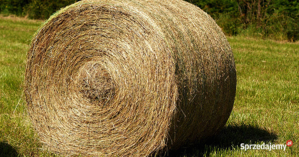 Bele słomy Pozostałe Drozdowo