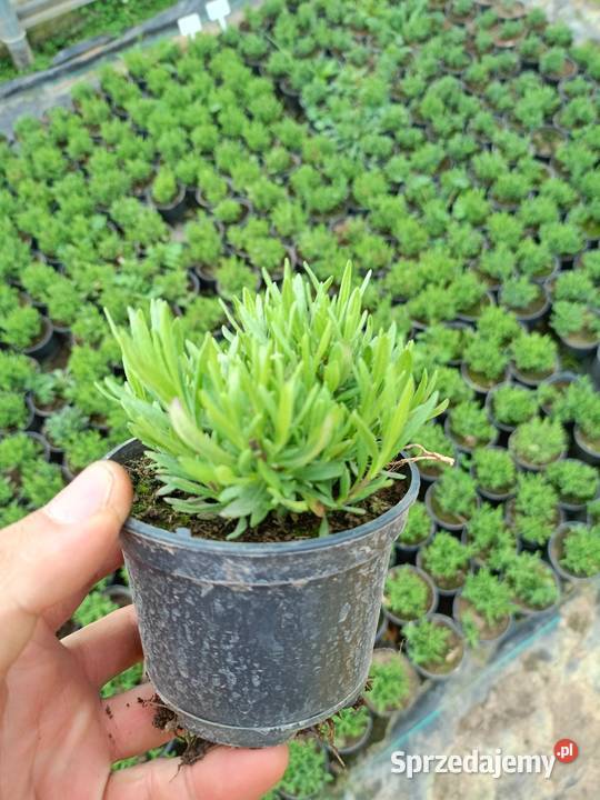 Supertunia Vista 15 kolorów sadzonki w Pozostałe Czulice sprzedam