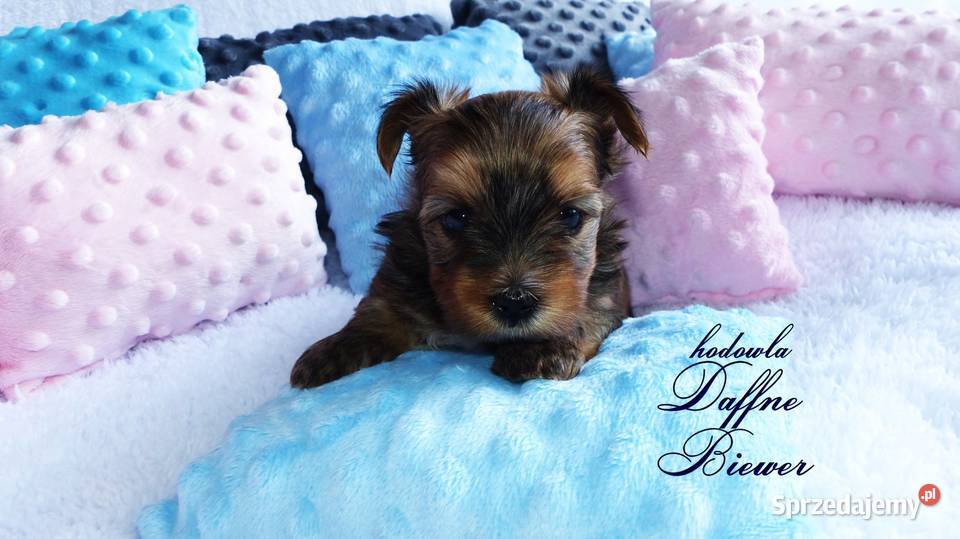 York Ocean Pearl Yorkshire Terrier York śląskie Tychy sprzedam