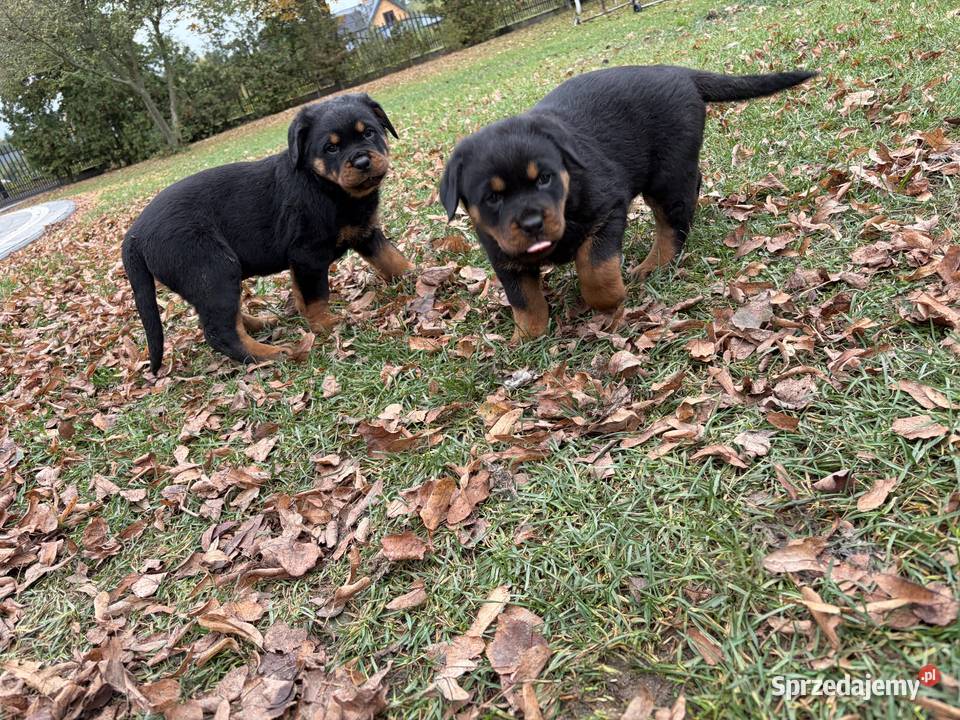 Szczeniaki rottweiler Dla psów Łochów