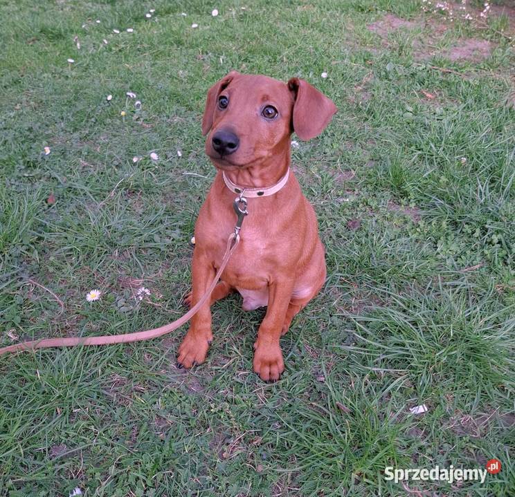 Pinczer pinczery pinczerki miniaturowe z Chojnice sprzedam