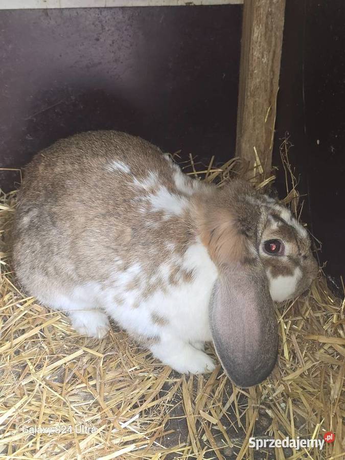 Króliki barany francuskie Pławna Górna
