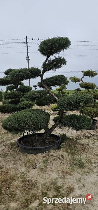 Bonsai rośliny formowane małopolskie Wieliczka