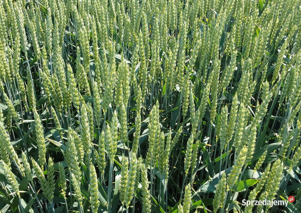 Pszenica ozima RGT Metronom zaprawa Vibrance Zambrów